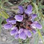 Prunella grandiflora Blomma