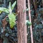 Buddleja davidii Corteza