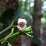 Garcinia densiflora Flower