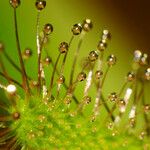 Drosera capensis Blad