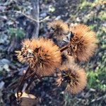 Hieracium sabaudum Fruit