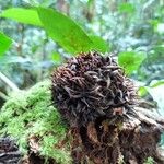 Castanopsis megacarpa Fruit