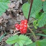 Rubus saxatilis Hedelmä