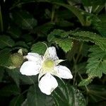 Rubus rosifoliusКвітка