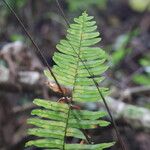 Nephrolepis brownii Lapas