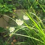 Dietes bicolor Virág