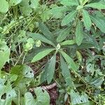 Euphorbia pilosa Flor