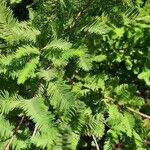 Taxodium distichumLeaf