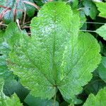 Actaea elata Leaf