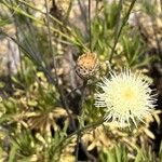 Cheirolophus teydis Flower