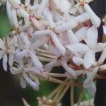 Ixora parviflora Blomma