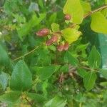 Hypericum androsaemumFfrwyth