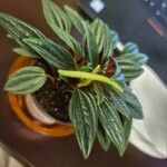 Peperomia caperata Deilen