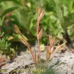 Juncus hybridus Habit