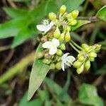 Callisia serrulata Flor