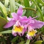 Cattleya trianaeKukka