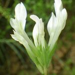 Trifolium clypeatum Kukka