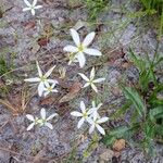 Sabatia brevifolia Kvet