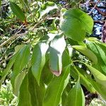 Litchi chinensis Leaf