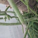 Rhipsalis grandiflora Leaf