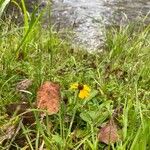 Helenium flexuosum आदत