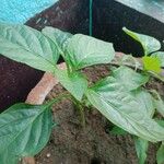 Capsicum annuumЛист