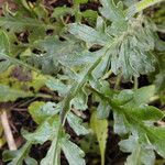 Scabiosa columbaria برگ