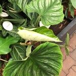 Philodendron mamei Лист
