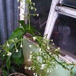 Epidendrum isthmi Lorea