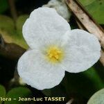 Hydrocharis morsus-ranae Λουλούδι