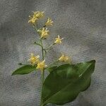 Chiococca alba Çiçek