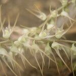 Bulbophyllum schimperianum