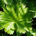 Geranium pyrenaicum Blad