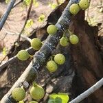 Ficus populifolia ᱡᱚ