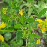 Trigonella esculenta Yaprak