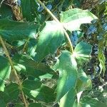 Berberis japonica Leaf