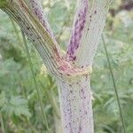 Conium maculatum Bark