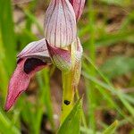 Serapias linguaFlower