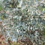 Eucalyptus gunniiLeaf