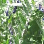 Vicia villosa পাতা