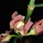 Heisteria parvifolia Flower