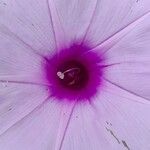Ipomoea cairica Blüte