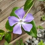 Vinca majorFlower