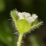 Eucrypta chrysanthemifolia Flower