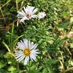 Symphyotrichum lanceolatumFlor