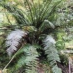 Polystichum vestitum Celota