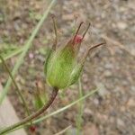 Geranium columbinum Kvet