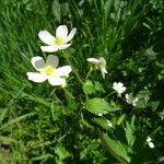 Ranunculus aconitifolius Квітка