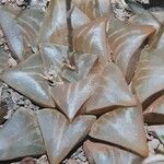 Haworthia mutica Hoja
