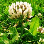 Trifolium repens Květ